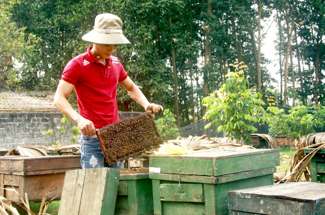 Hà Tĩnh Phát triển nghề nuôi ong lấy mật tại xã Sơn Lâm