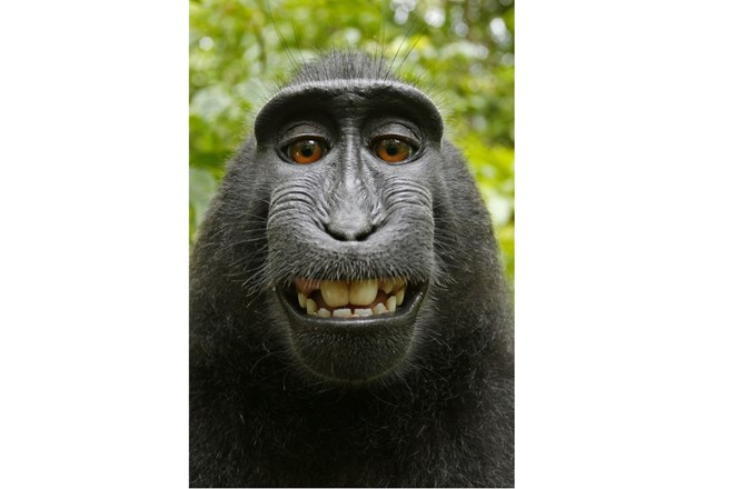 Bản quyền ảnh khỉ: Hãy tưởng tượng một bức ảnh khỉ rất độc đáo và nghệ thuật, và bạn đang sở hữu toàn bộ bản quyền. Bức ảnh với màu sắc đầy sắc màu và hình ảnh khỉ vô cùng thú vị chắc chắn sẽ đem lại cho bạn niềm vui và hài lòng. Hãy xem ảnh và trải nghiệm sự tuyệt vời của bản quyền ảnh khỉ.