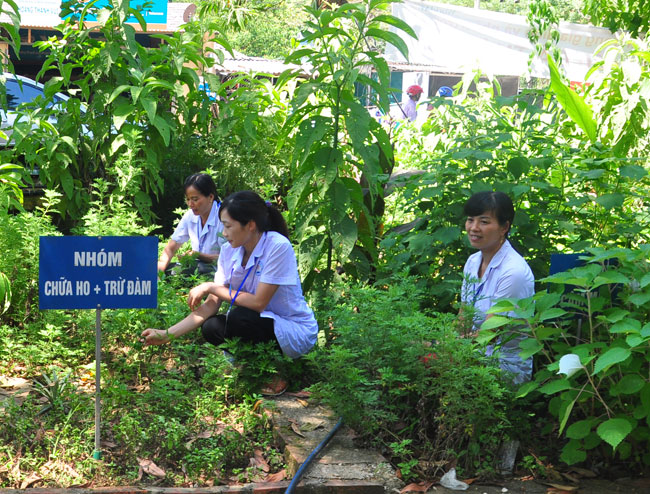 Cần phát triển vườn cây thuốc nam tại các trạm y tế xã thị trấn trên địa  bàn huyện