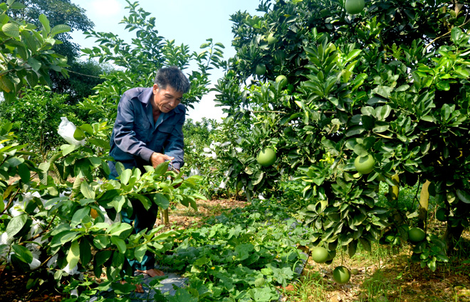 Thu nhập ổn định từ mô hình trồng cây ăn trái  Báo Đắk Lắk điện tử
