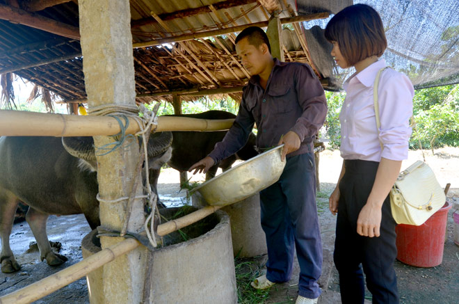 Nghề nuôi trâu bò vỗ béo 