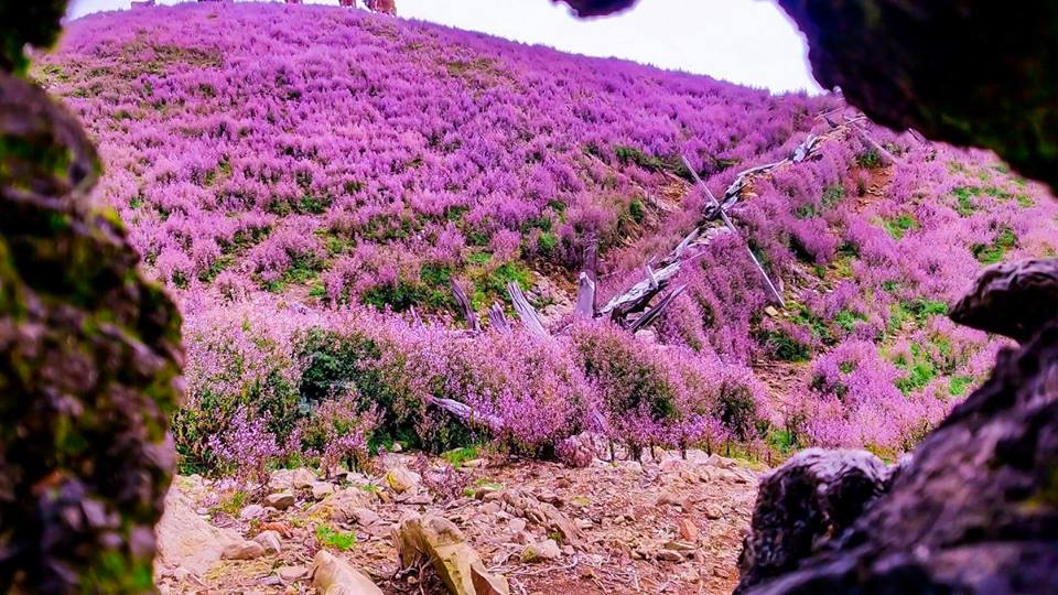 Hoa Tà Chì Nhù màu tím đang nở rộng rãi tại miền núi Tây Bắc, mang đến cho người xem những khoảnh khắc tuyệt vời, chiêm ngưỡng sắc hoa tuyệt đẹp, cảm nhận vẻ đẹp nguyên sơ và bình yên của thiên nhiên.