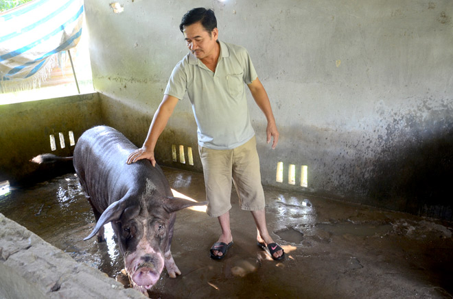 Chăn nuôi heo bền vững theo hướng an toàn sinh học