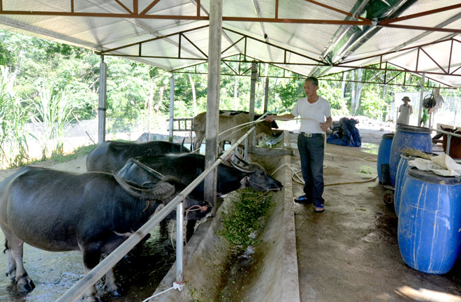 Nông dân huyện miền núi cao thoát nghèo từ nuôi trâu bò vỗ béo