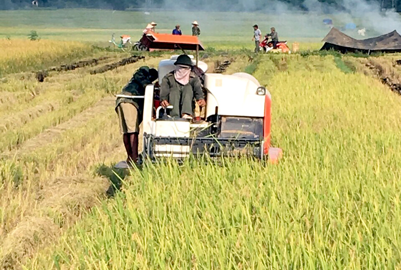 Mô hình sản xuất lúa hiện đại đem lại nhiều lợi ích cho nhà nông
