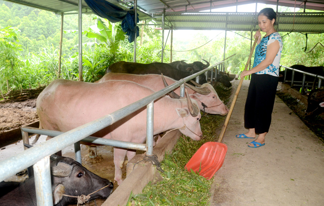 Bình An phát triển chăn nuôi trâu bò vỗ béo một hướng đi phù hợp giúp  người dân thoát nghèo