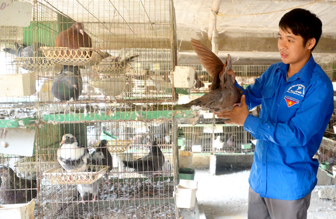 Hiệu quả cao với nuôi gà Ai Cập đẻ trứng và nuôi chim bồ câu Pháp   baotintucvn