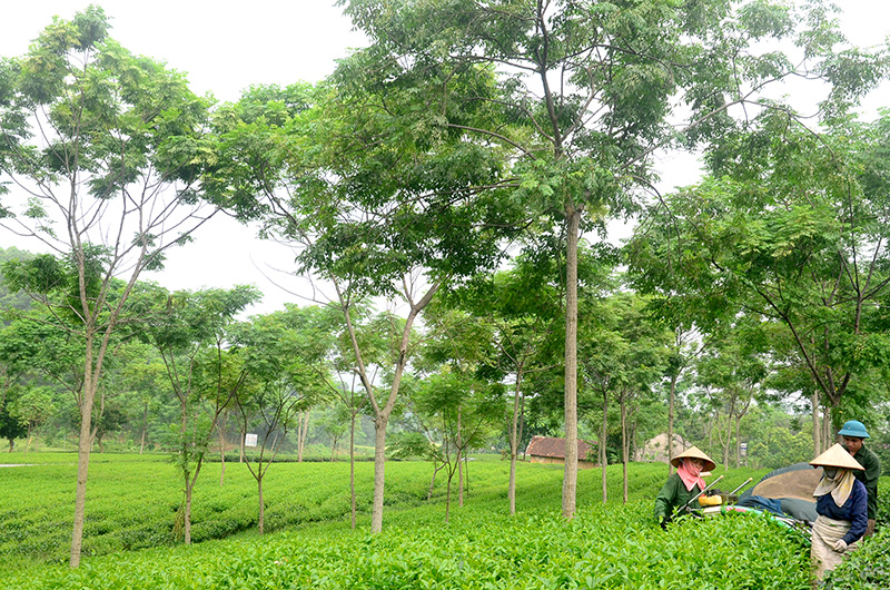 Mô hình trồng xen cây ăn quả trong vườn càphê ở Đăk Hà