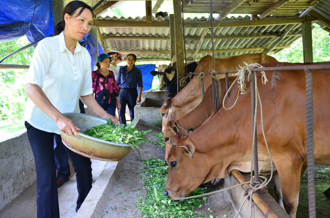 Tổng hợp 55 về mô hình chăn nuôi kinh tế cao mới nhất  Tin học Đông Hòa