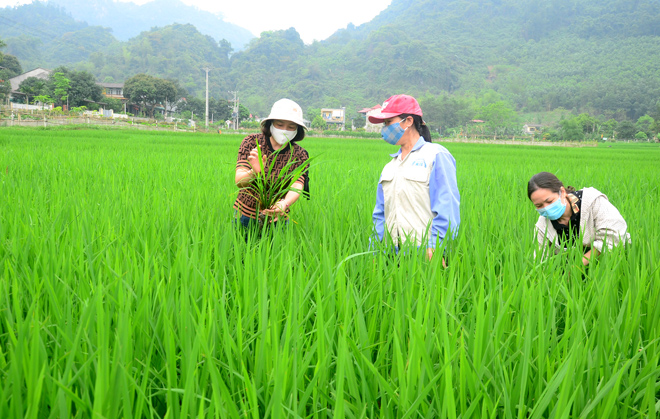 Thu Hoạch Lua Mua Chuẩn Bị Sản Xuất Vụ đong