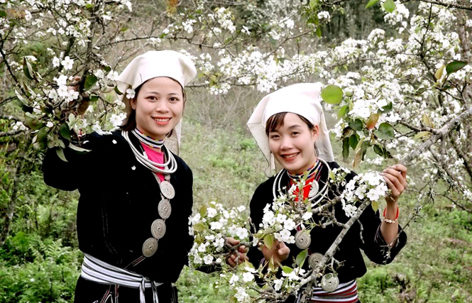 Hồng Thái mùa hoa lê