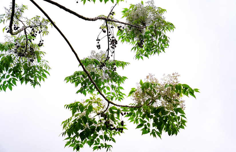 Về mùa hoa xoan Về Mùa Hoa Xoan