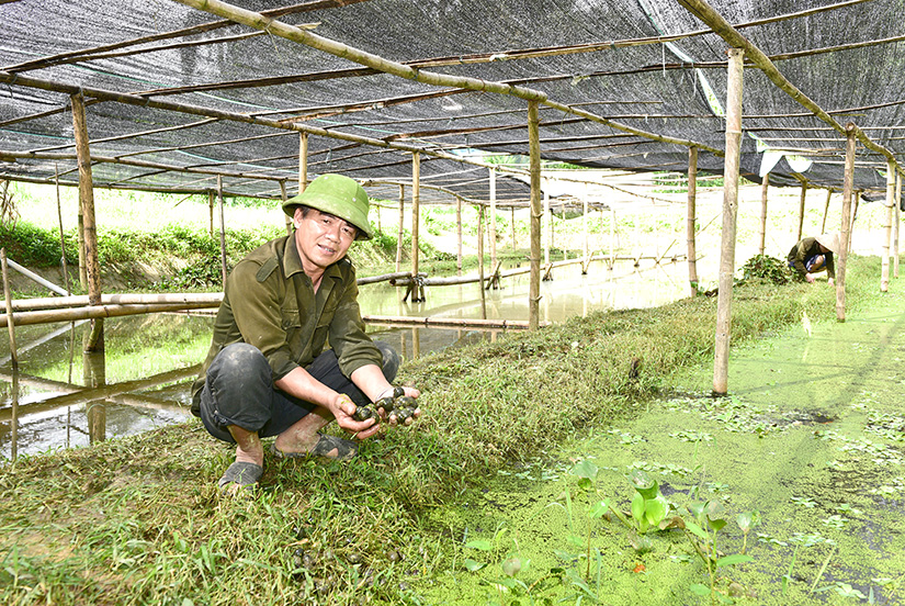 8X làm giàu từ mô hình nuôi ốc nhồi  UBND huyện Kim Sơn tỉnh Ninh Bình