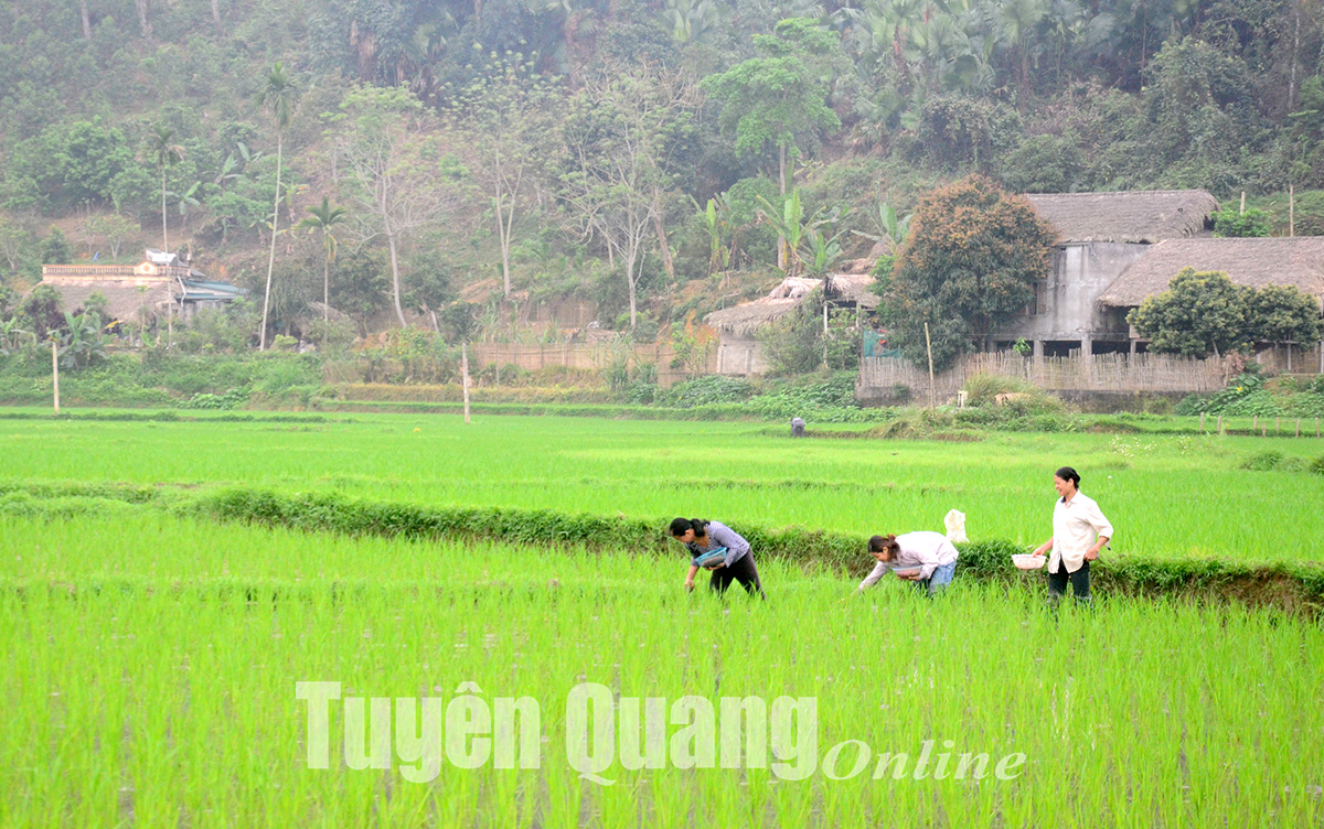 Với diện tích lúa rét hại đạt chuẩn công nghệ mới, nông dân Việt Nam sẽ có nguồn thu nhập tốt hơn và đáp ứng nhu cầu lương thực của đất nước. Hãy xem qua những hình ảnh về thành quả của nông dân để cảm nhận sự phát triển của nông nghiệp Việt Nam.
