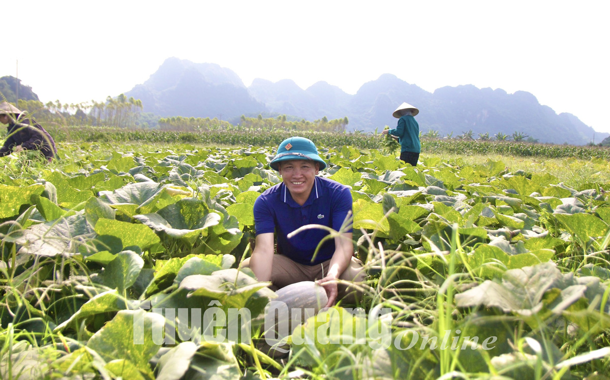 Mô hình trồng bí đỏ tại xã Điềm He Đảm bảo dinh dưỡng và đem lại hiệu quả  kinh tế khá  Báo Lạng Sơn