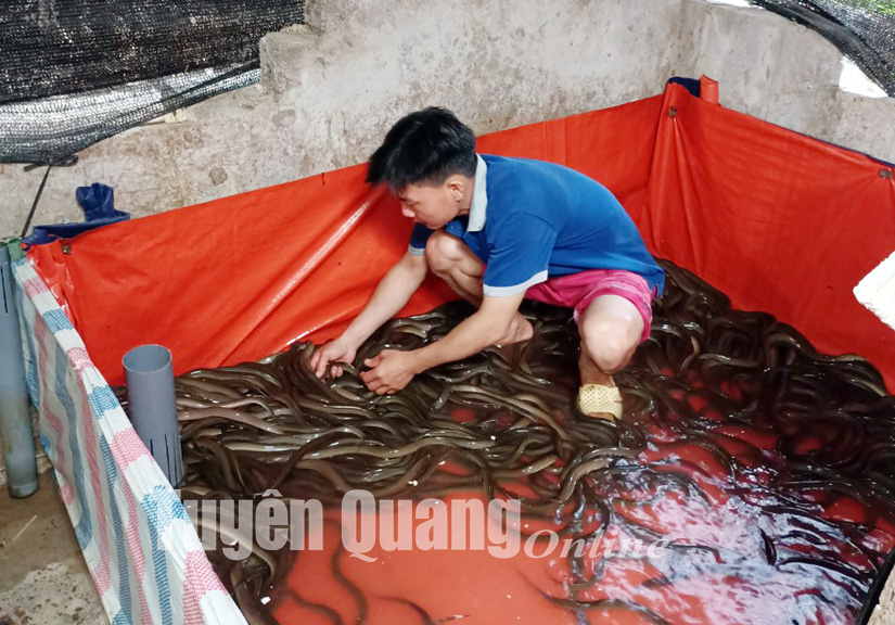Chàng thanh niên khởi nghiệp thành công với mô hình nuôi lươn không bùn   Sở Nông nghiệp và Phát triển Nông thôn Hà Tĩnh