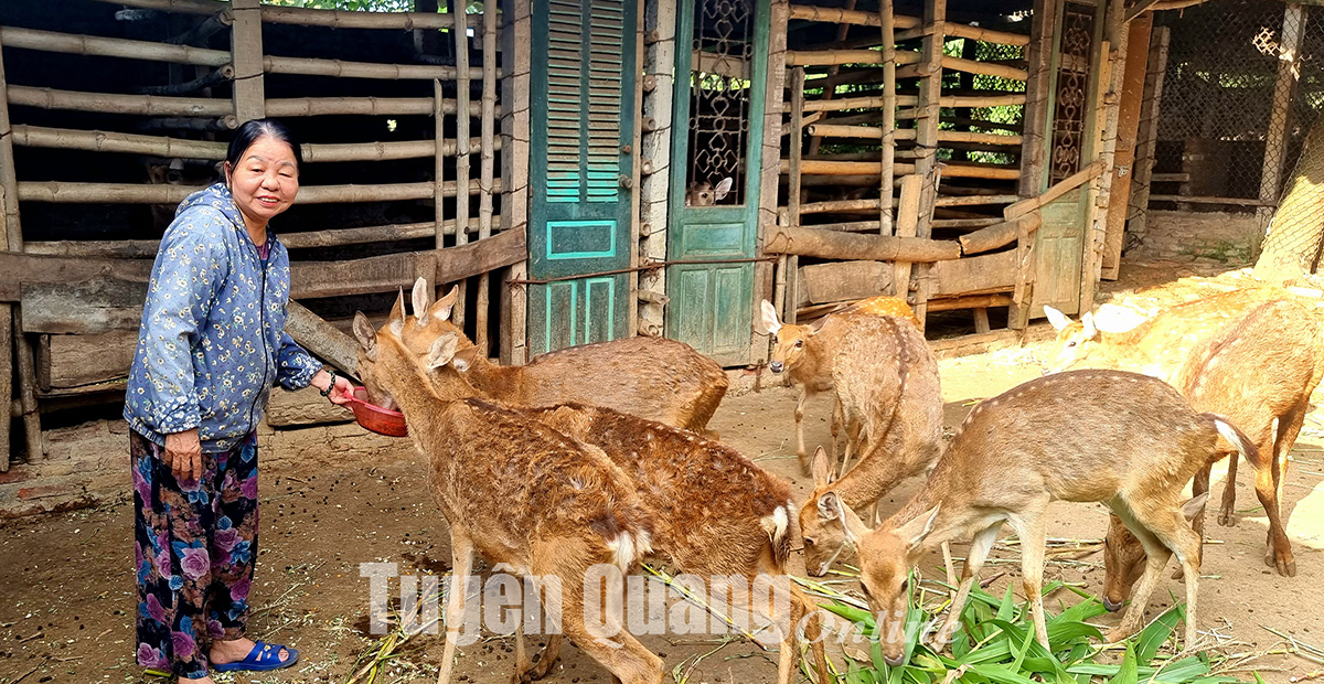 Hiệu quả từ mô hình nuôi hươu lấy nhung ở xã Quang Sơn